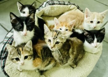Every week that passes means more kittens born into impossible odds.