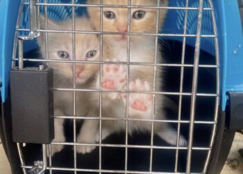 Trap–Neuter–Return is the proven, humane way to control feral cat colonies.